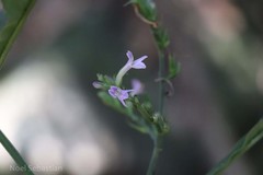 Leptostachya wallichii